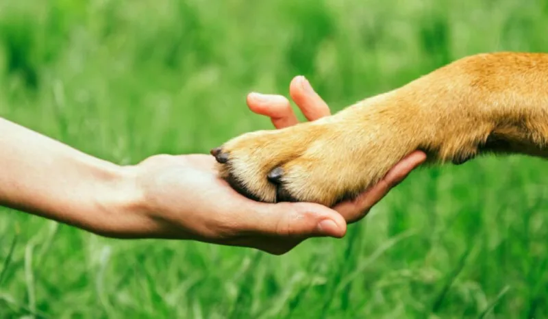 El animalismo, de origen marxista, otorga «derechos a los animales» y se los niega a ciertos humanos