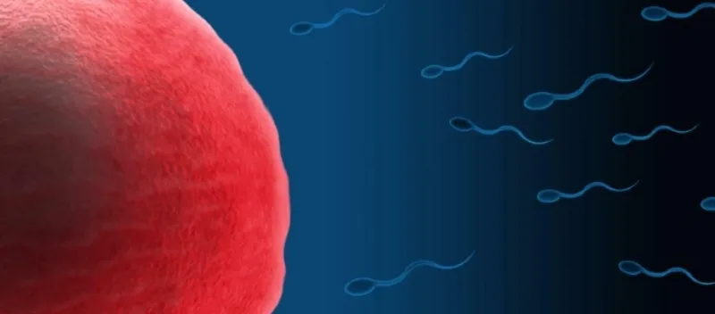 5 veces en que la ciencia aseguró que la vida comienza en la fecundación