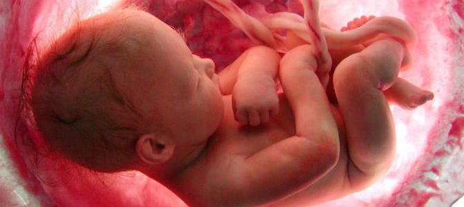 baby en el vientre materno - Sobre el aborto: Cuando la Ve es muy corta